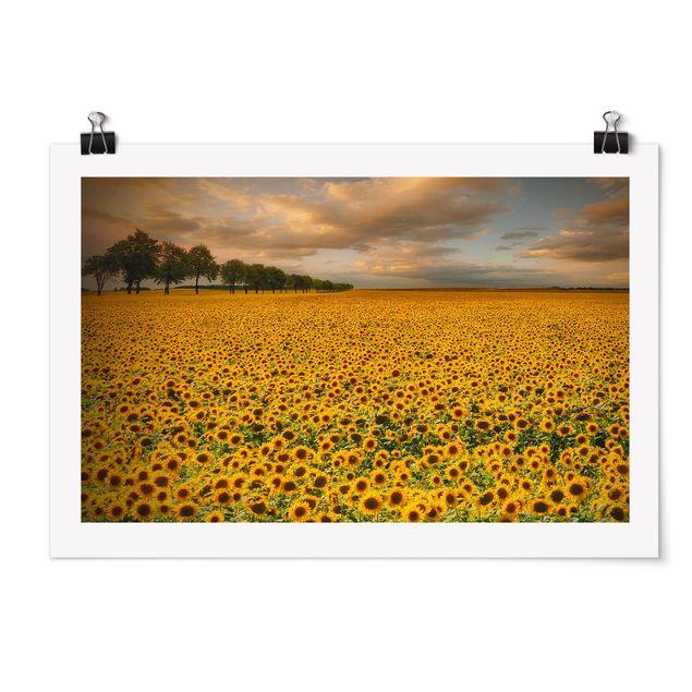 Láminas flores Field With Sunflowers