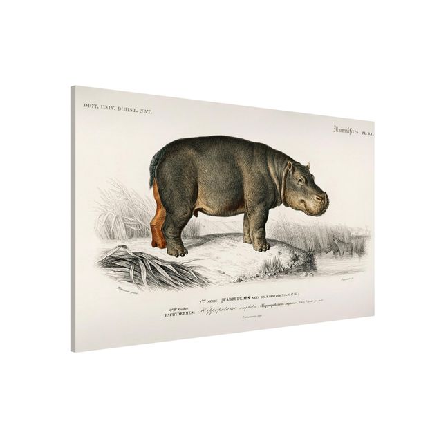 Decoración cocina Vintage Board Hippo