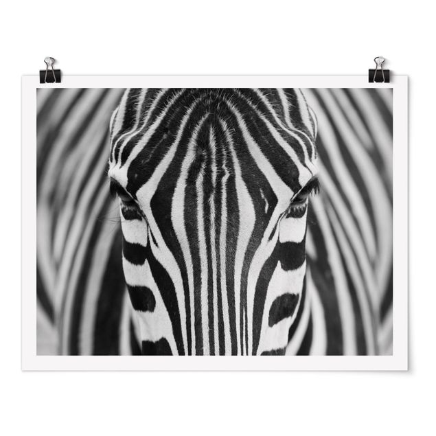 Póster animales Zebra Look