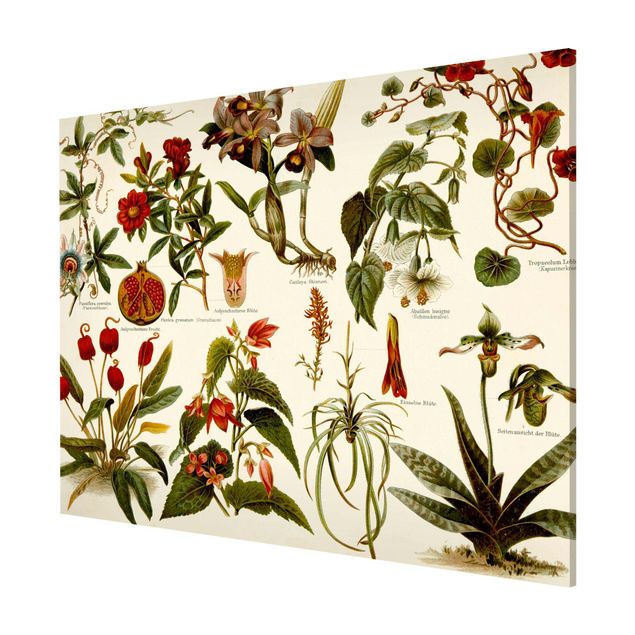 Tableros magnéticos flores Vintage Board Tropical Botany II