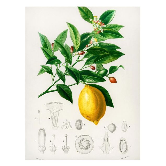 Cuadros de frutas Botany Vintage Illustration Of Lemon
