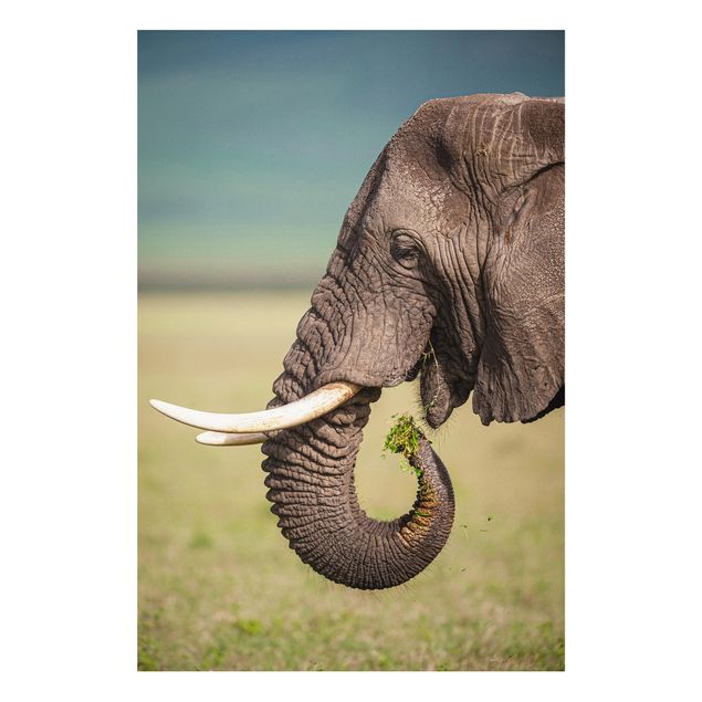 Cuadro elefante colores Feeding Elephants In Africa