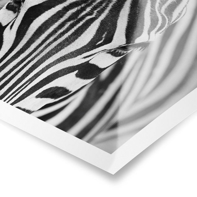 Cuadros modernos blanco y negro Zebra Look