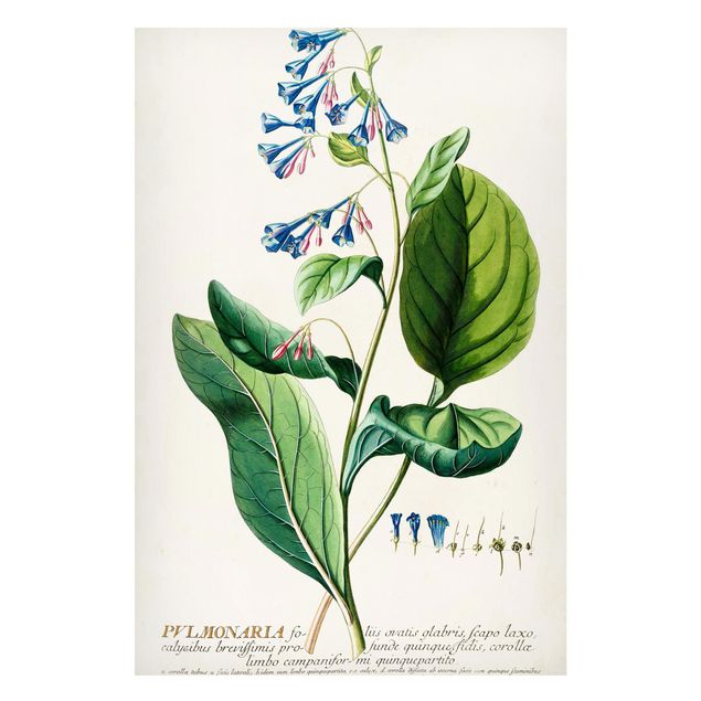 Tableros magnéticos flores Vintage Botanical Illustration Lungwort
