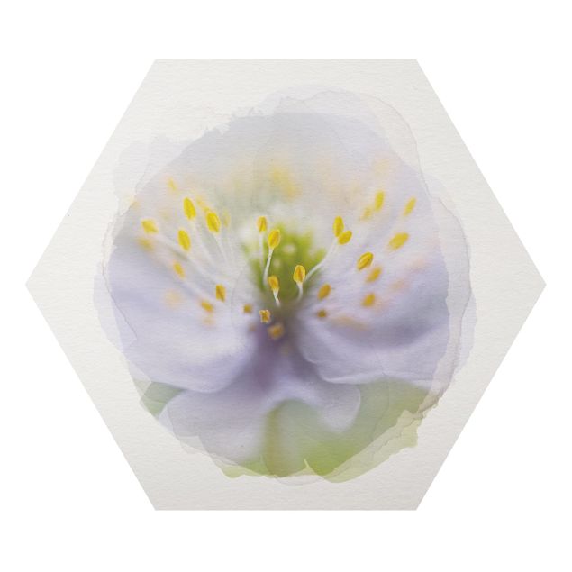 Cuadros WaterColours - Anemones Beauty