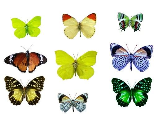 Vinilos para cristales animales Butterflies Set 1