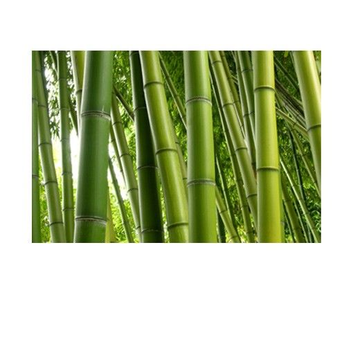 Laminas adhesivas pared Bamboo
