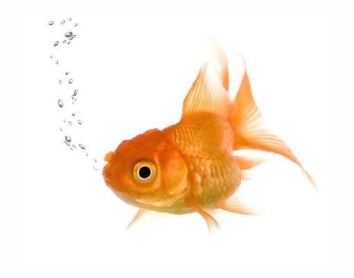Vinilos para cristales animales Flying Goldfish