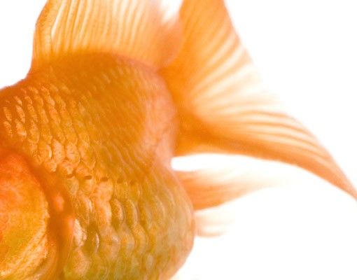 Laminas adhesivas pared Flying Goldfish