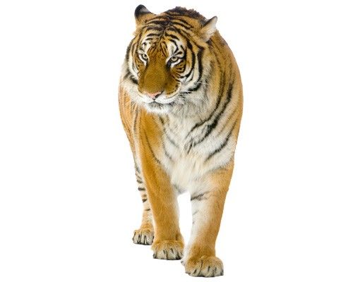 Vinilos de pared África No.128 Indian Tiger