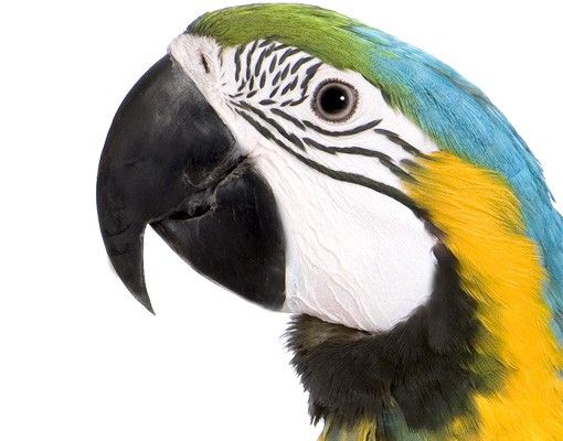 Vinilos animales Macaw
