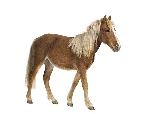 Vinilos de animales No.136 Pony
