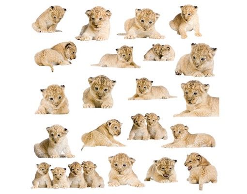 Vinilos de pared leones No.158 Lionbaby Set