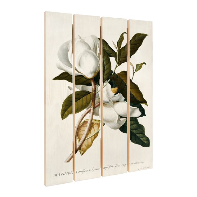 Cuadros decorativos Georg Dionysius Ehret - Magnolia