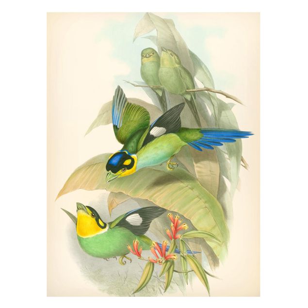 Tableros magnéticos flores Vintage Illustration Tropical Birds