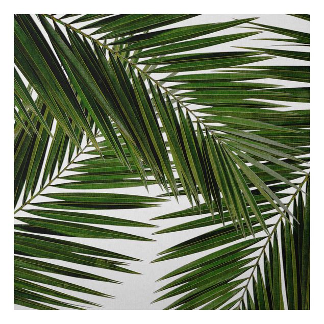 Cuadros paisajes View Through Green Palm Leaves