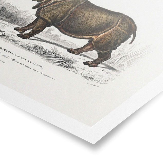 Póster animales Vintage Board Rhino