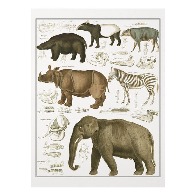 Cuadros elefantes Vintage Board Elephant, Zebra And Rhino