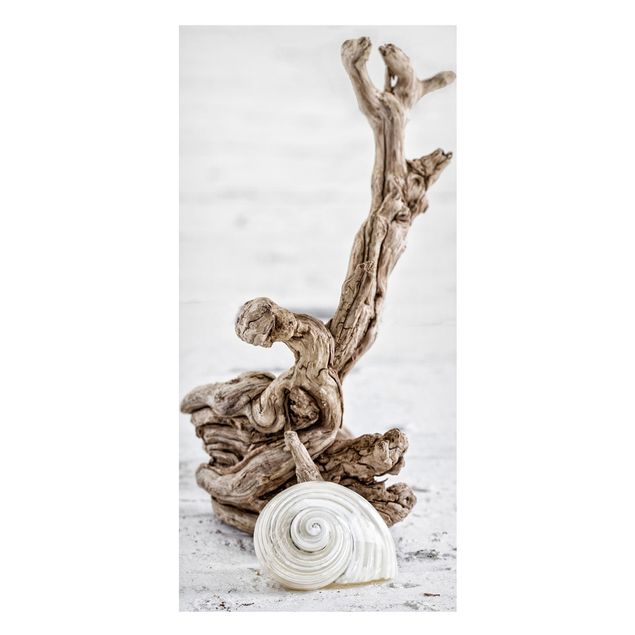 Cuadros de paisajes naturales  White Snail Shell And Root Wood