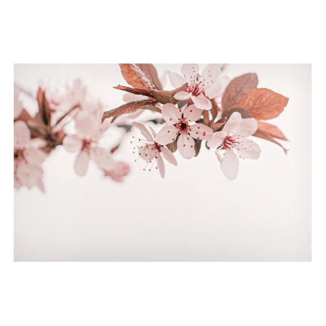 Tableros magnéticos flores Delicate Cherry Blossoms On A Twig