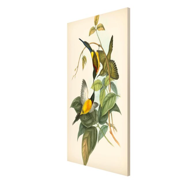 Cuadros de plantas Vintage Illustration Tropical Birds IV