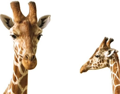 Láminas de vinilo Two Giraffes