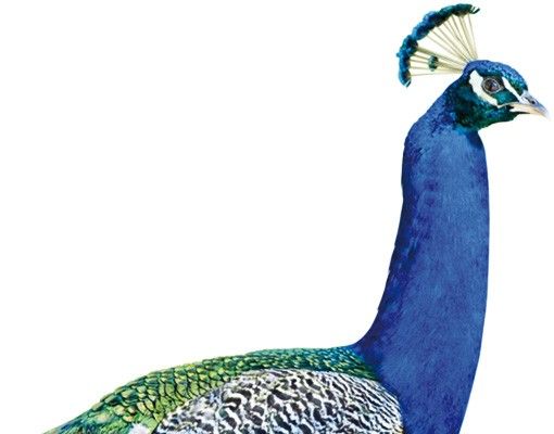 Vinilos de animales No.320 Peacock