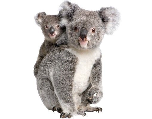 Vinilos de animales Koala Bears