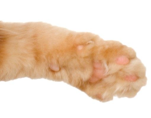Láminas adhesivas Kitty with Paw