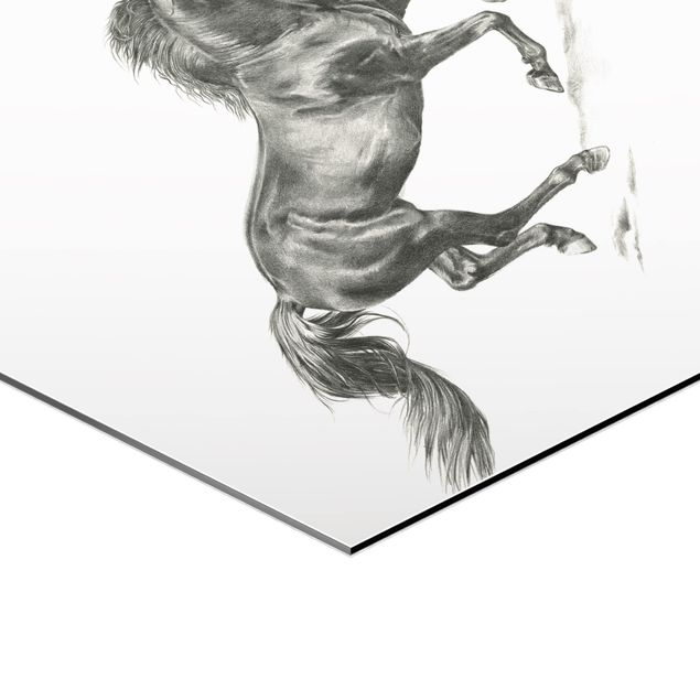 cuadro hexagonal Wild Horse Trial - Stallion
