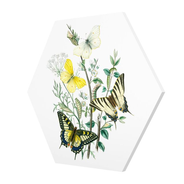 Cuadros decorativos British Butterflies III