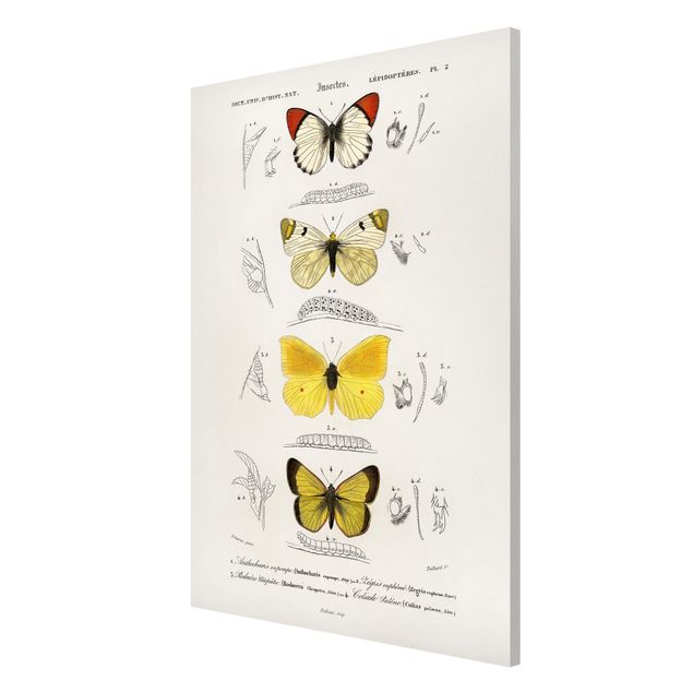 Tableros magnéticos animales Vintage Board Butterflies II