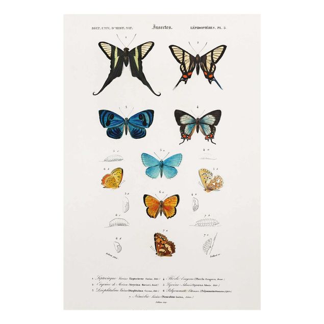 Cuadro vintage Vintage Board Butterflies I