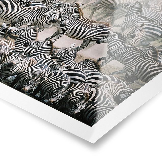 Cuadros a blanco y negro Zebra Herd