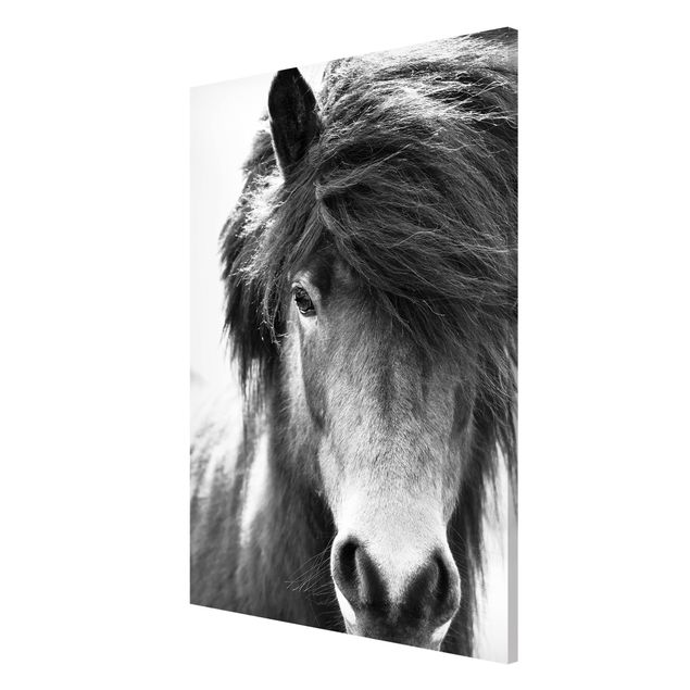 Tableros magnéticos animales Icelandic Horse In Black And White