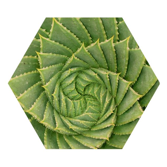 Hexagon Bild Holz - Spiral Aloe