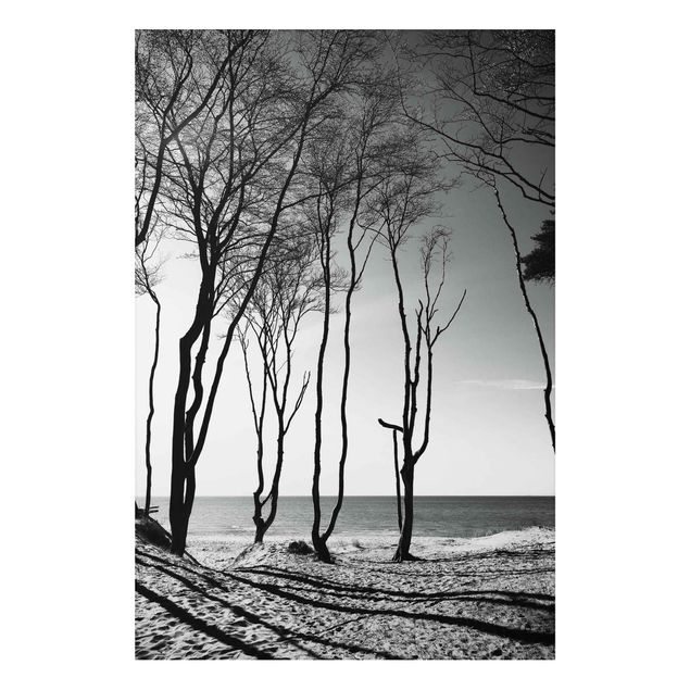 Cuadros árboles Trees At the Baltic Sea