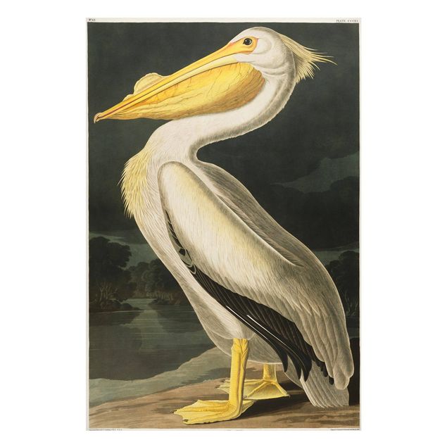 Tableros magnéticos animales Vintage Board White Pelican