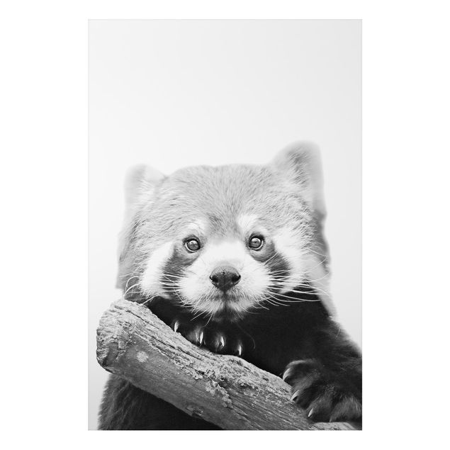 Cuadro de oso panda Red Panda In Black And White