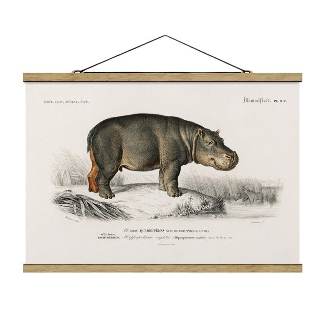 Cuadros paisajes naturaleza Vintage Board Hippo