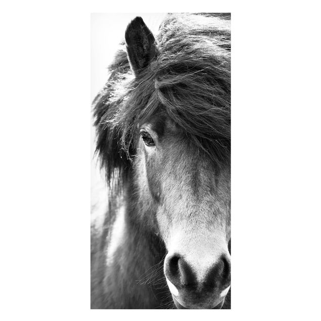 Cuadros caballos Icelandic Horse In Black And White