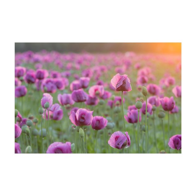 Alfombras moradas Purple Poppy Flower Meadow In Spring