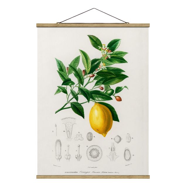 Cuadros de flores modernos Botany Vintage Illustration Of Lemon