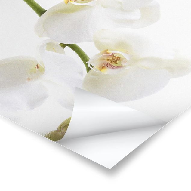 Cuadros decorativos White Orchid Waters