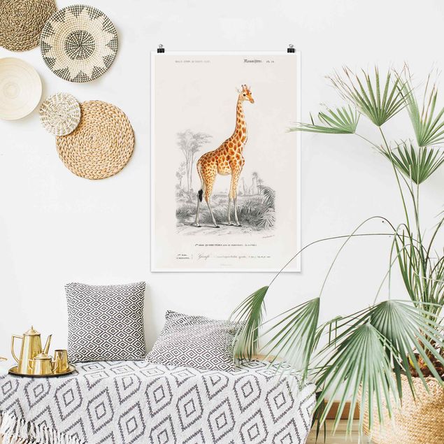 Cuadros de jirafas Vintage Board Giraffe