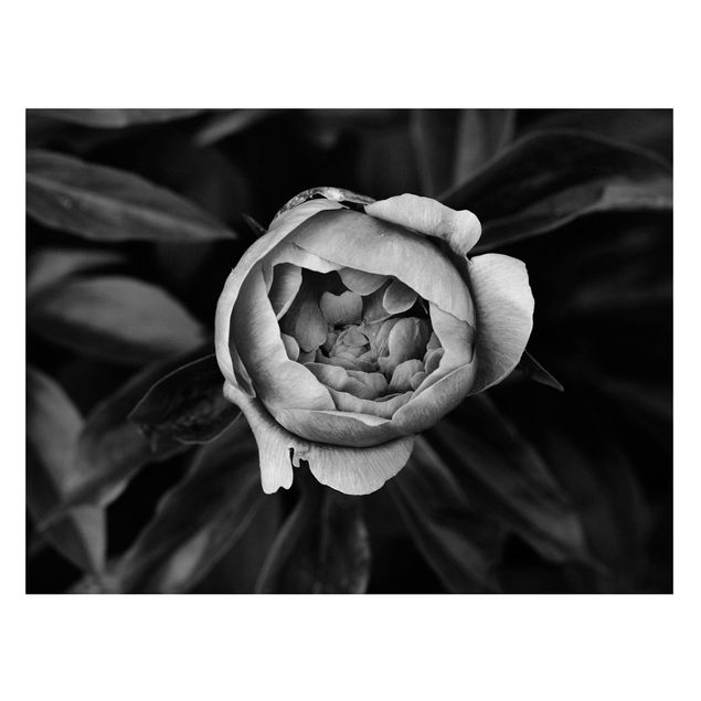 Tableros magnéticos flores Peonies In Front Of Leaves Black And White