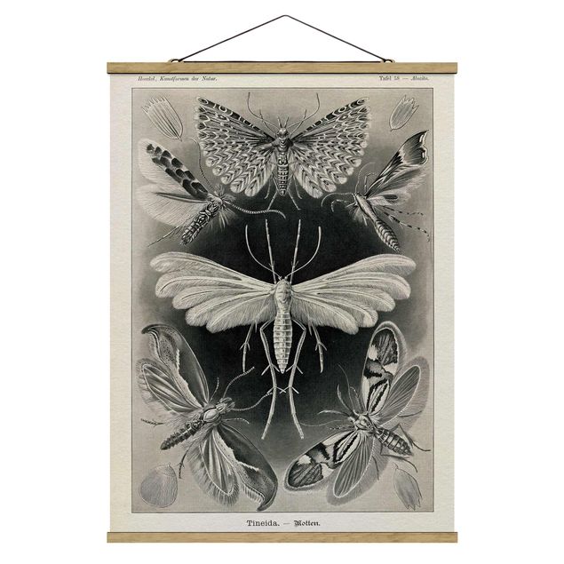 Cuadro vintage Vintage Board Moths And Butterflies