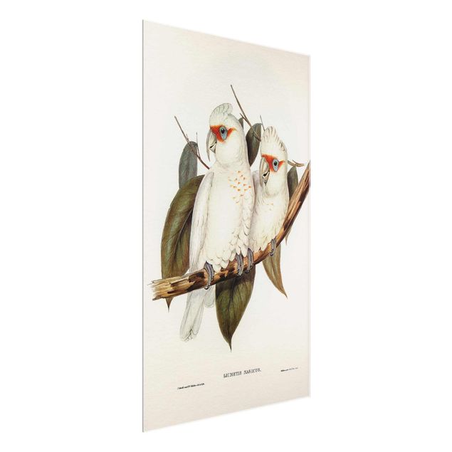 Cuadros flores Vintage Illustration White Cockatoo