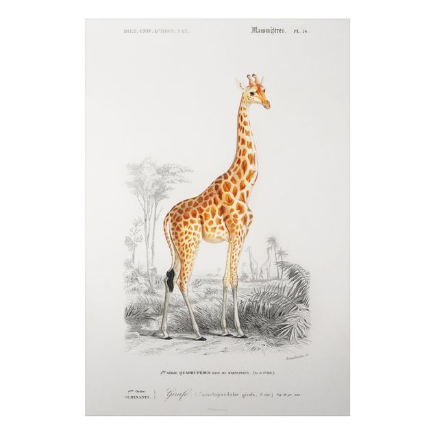 Cuadros de jirafas Vintage Board Giraffe