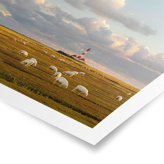 Póster playas North Sea Lighthouse With Flock Of Sheep